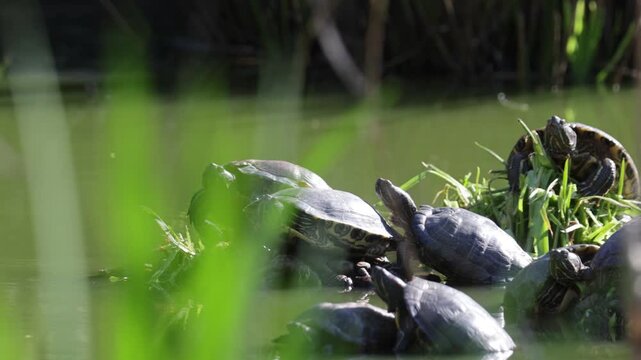 Red-eared slider turtle basks in the sun by a pond
