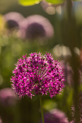 Fototapeta premium Allium flower head blooming in summer garden with bokeh