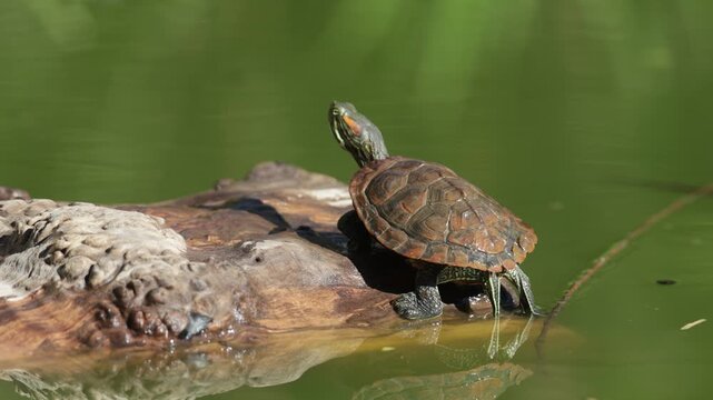 A red-eared slider turtle sits on an old piece of driftwood. Close-up