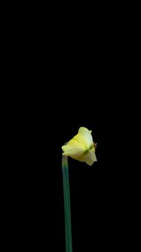 Narcissus. Blooming of beautiful yellow flower on black background. Daffodil. Timelapse. 4K. Vertical video