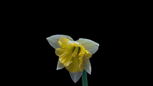 Blooming of beautiful yellow flower of narcissus on black background.