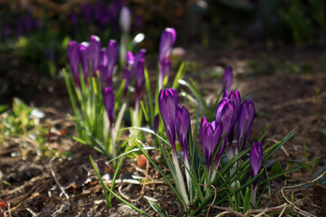 Obraz premium Purple crocus flowers in the garden.