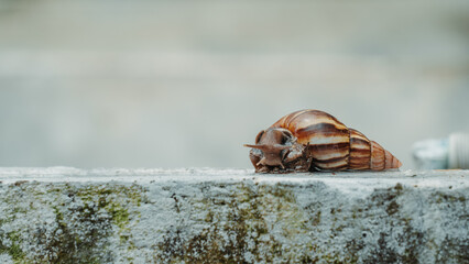 Close up of a snail slowly crawling with a beautifully patterned shell in natural light © VisualTreat12