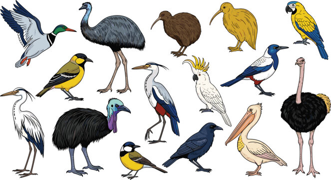 Exotic and wild birds vector set. Hand-drawn mallard duck, emu, kiwi, ibis, parrot, cockatoo, heron, pelican, ostrich, and crow in detailed poses. Fun wildlife illustrations for kids.