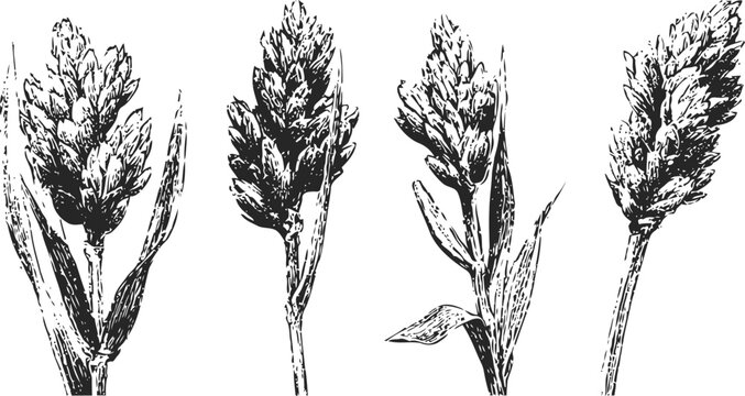 ink hand drawn foxtail millet plant illustrations botanical sketch of cereal grain heads with leaves