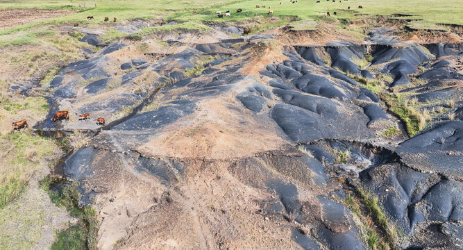 Aerial view of cattle grazing near deep soil erosion gullies and dark earth mounds in a rural landscape near Pietermaritzburg, KwaZulu-Natal, South Africa.