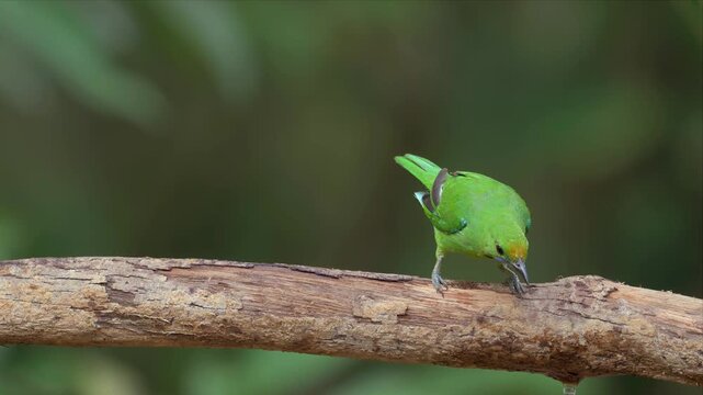 Slow motion video of golden fronted leafbird perches on weathered branch and watching curious. Its bright plumage contrasts with brown bark. Focusing on nature's quiet moments
