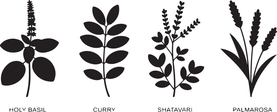 Group of stylized herb silhouettes with names on transparent background featuring holy basil curry shatavari palmarosa plants.