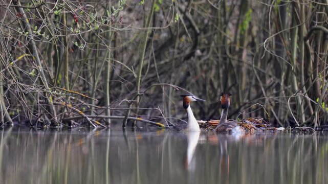 A couple of great grebes swim on the lake