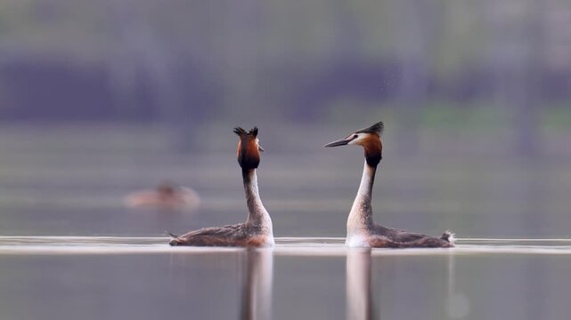 A couple of great grebes swim on the lake