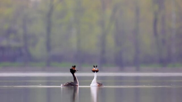 A couple of great grebes swim on the lake