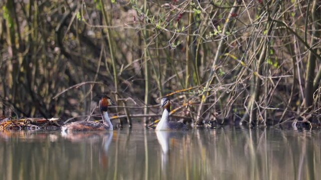 A couple of great grebes swim on the lake