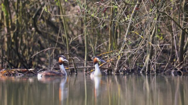 A couple of great grebes swim on the lake