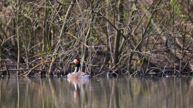 A couple of great grebes swim on the lake