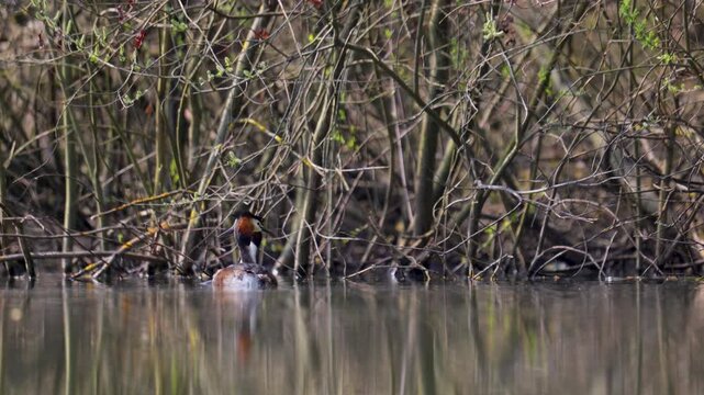 A couple of great grebes swim on the lake
