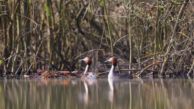 A couple of great grebes swim on the lake