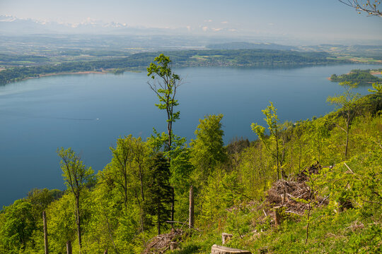Springtime panoramic view over Lake Biel from a forested slope near Magglingen with fresh green trees and calm blue water.