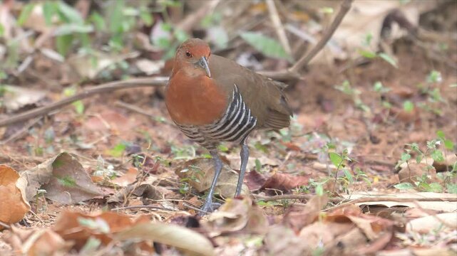 Video of Slaty-legged Crake walks through forest floor. Leaves scatter around its striped flanks and chest. Soft focus highlights its alert posture and dark eyes