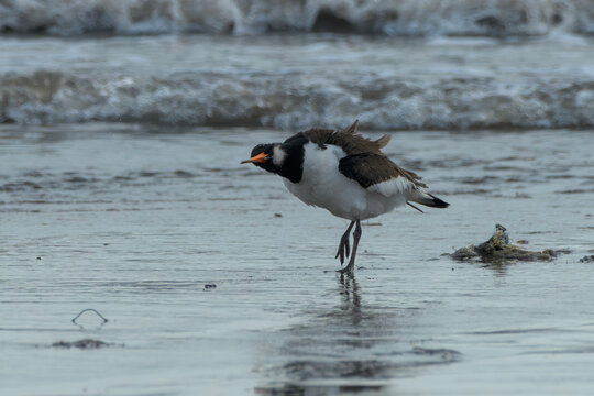 Eurasian Oystercatcher or Haematopus ostralegus on mudflat at Erangal Beach, India