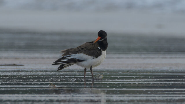 Eurasian Oystercatcher or Haematopus ostralegus on mudflat at Erangal Beach, India