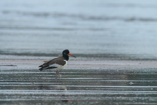 Eurasian Oystercatcher or Haematopus ostralegus on mudflat at Erangal Beach, India