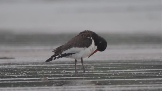 Eurasian Oystercatcher (Haematopus ostralegus) walking on mudflat at Erangal Beach, India