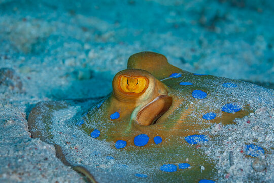 Close-up of a Bluespotted Ribbontail Ray eye buried in sand, Red Sea.
