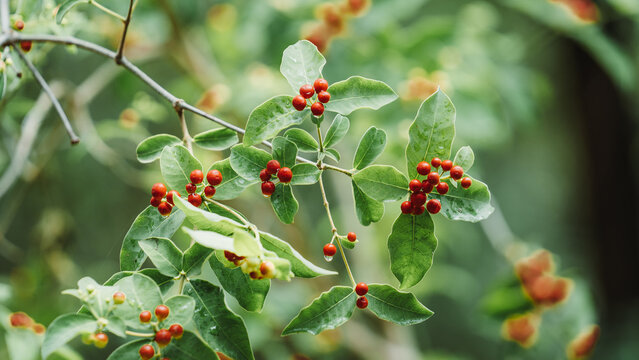 Rauvolfia plant branch with red berries in natural setting