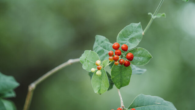 Rauvolfia plant with red berries and green leaves