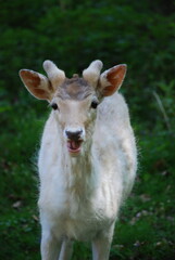 Obraz premium white tailed deer