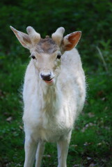 Fototapeta premium white tailed deer
