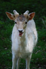 Fototapeta premium white tailed deer