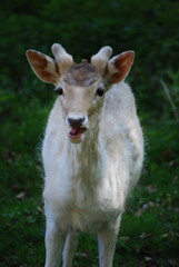 Obraz premium white tail deer