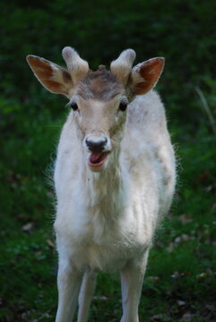 white tailed deer