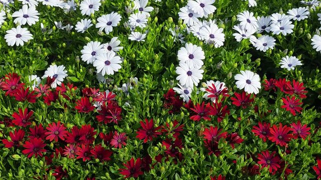 Vibrant Field of White and Red African Daisy Flowers, Osteospermum ecklonis in Full Spring Bloom