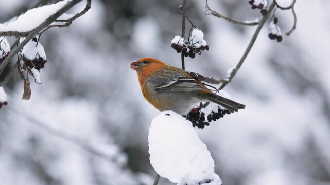 Close-up of a pine grosbeak in winter 