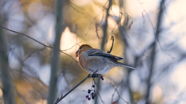 Close-up of a pine grosbeak in winter 