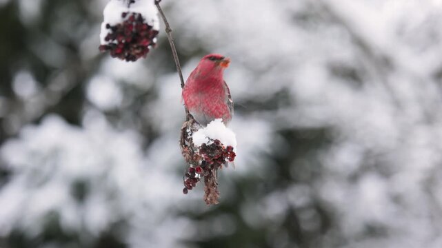 Close-up of a pine grosbeak in winter 