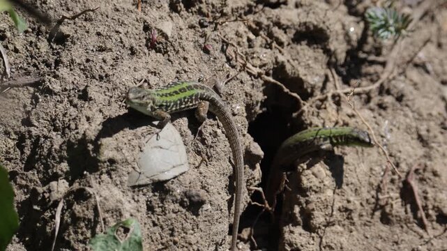 A small lizard on the ground. Close-up
