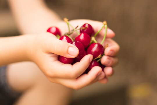 Close-up side view of a young boy sitting outdoors holding a handful of fresh cherries