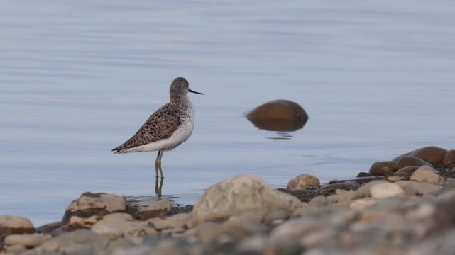 Marsh sandpiper (Tringa stagnatilis) stands on the river bank