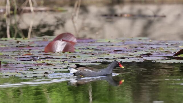 A common moorhen swims across a lake. Close-up