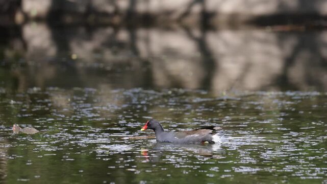A common moorhen swims across a lake. Close-up