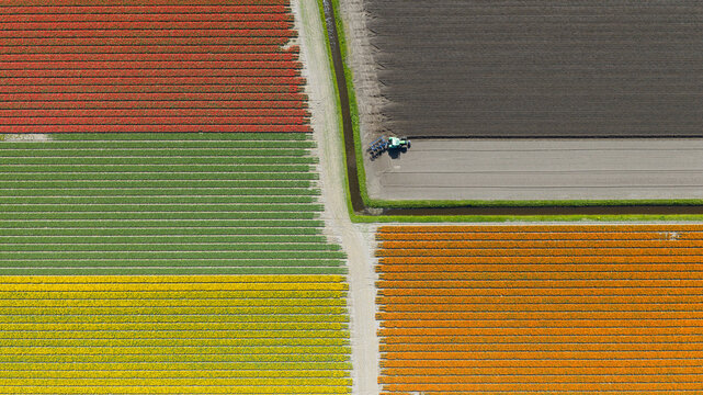 Aerial view of colorful tulip fields in bloom with a tractor working on a dark soil plot and a narrow irrigation ditch Heiloo, North Holland, Netherlands.