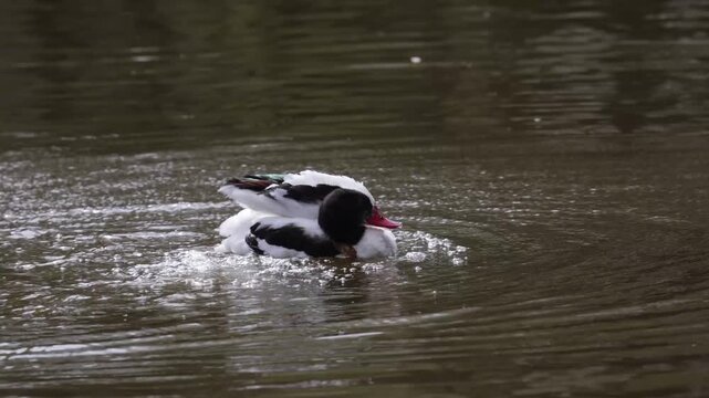 Common Shelduck Duck Swimming in Water, Close-up