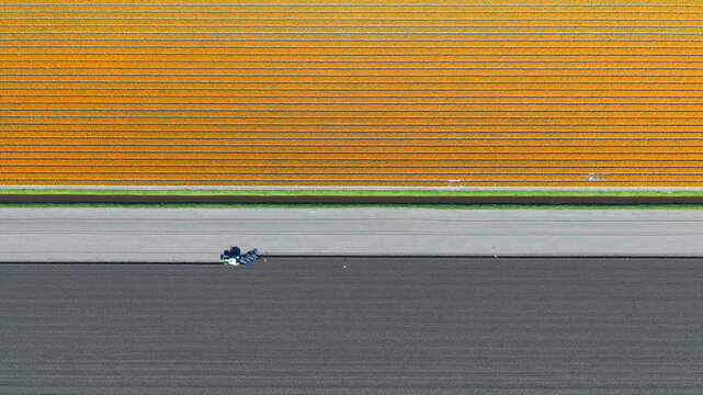 Aerial view of vibrant orange tulip fields and a tractor plowing dark soil separated by a rural road and canal Heiloo, North Holland, Netherlands.