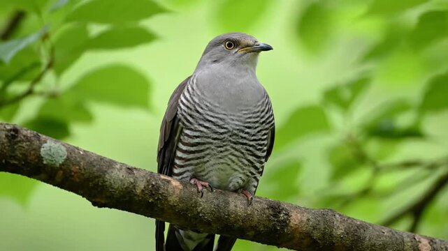 Close-up of a Plaintive Cuckoo bird perched on a tree branch in a lush green forest.