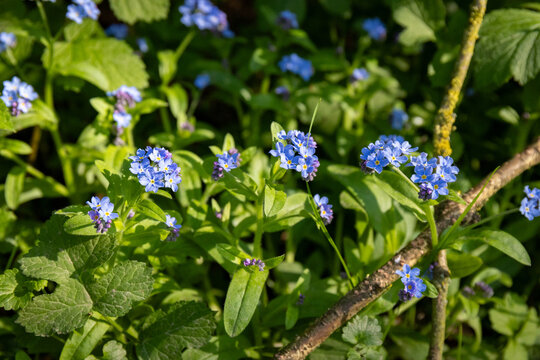 Forget-me-nots, Myosotis sylvatica, Myosotis scorpioides. Blue little forget me not flowers. Spring blossom background. Close-up 