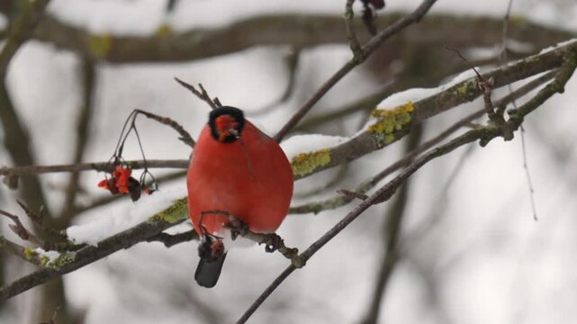 A male bullfinch perched on a tree branch. Close-up
