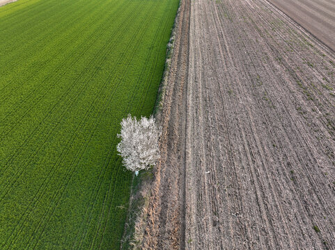 Aerial view of a single white flowering tree standing on the border between a lush green field and a plowed brown field in Borgo d'Ale, Piedmont, Italy.